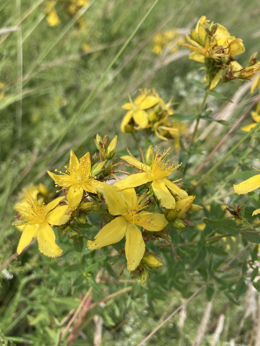 EmilyEcologist's tweet photo. Perforate St John’s Wort, Tufted Vetch, Field Scabious and a bunch of cinnabar moth enjoy the Ragwort earlier today in a this grassland in Colchester, Essex @BSBIbotany #botany #wildflower #wildlife https://t.co/0jupjZrvXd