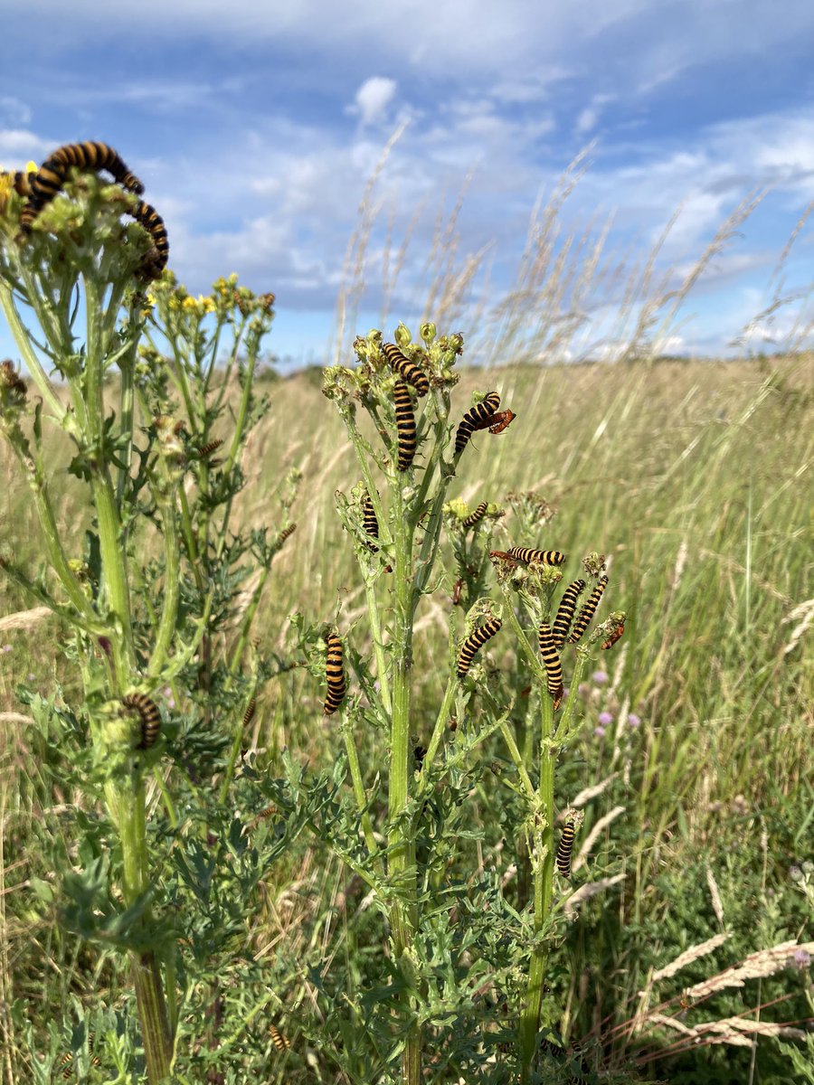 EmilyEcologist's tweet photo. Perforate St John’s Wort, Tufted Vetch, Field Scabious and a bunch of cinnabar moth enjoy the Ragwort earlier today in a this grassland in Colchester, Essex @BSBIbotany #botany #wildflower #wildlife https://t.co/0jupjZrvXd