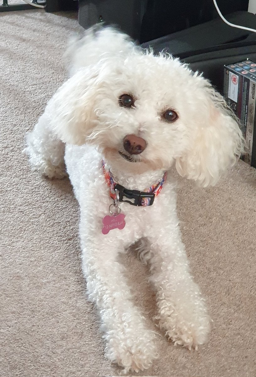 Please consider sharing to help one of our forum member's pup, who has been in critical care for over a week. boardgamegeek.com/geeklist/33923…