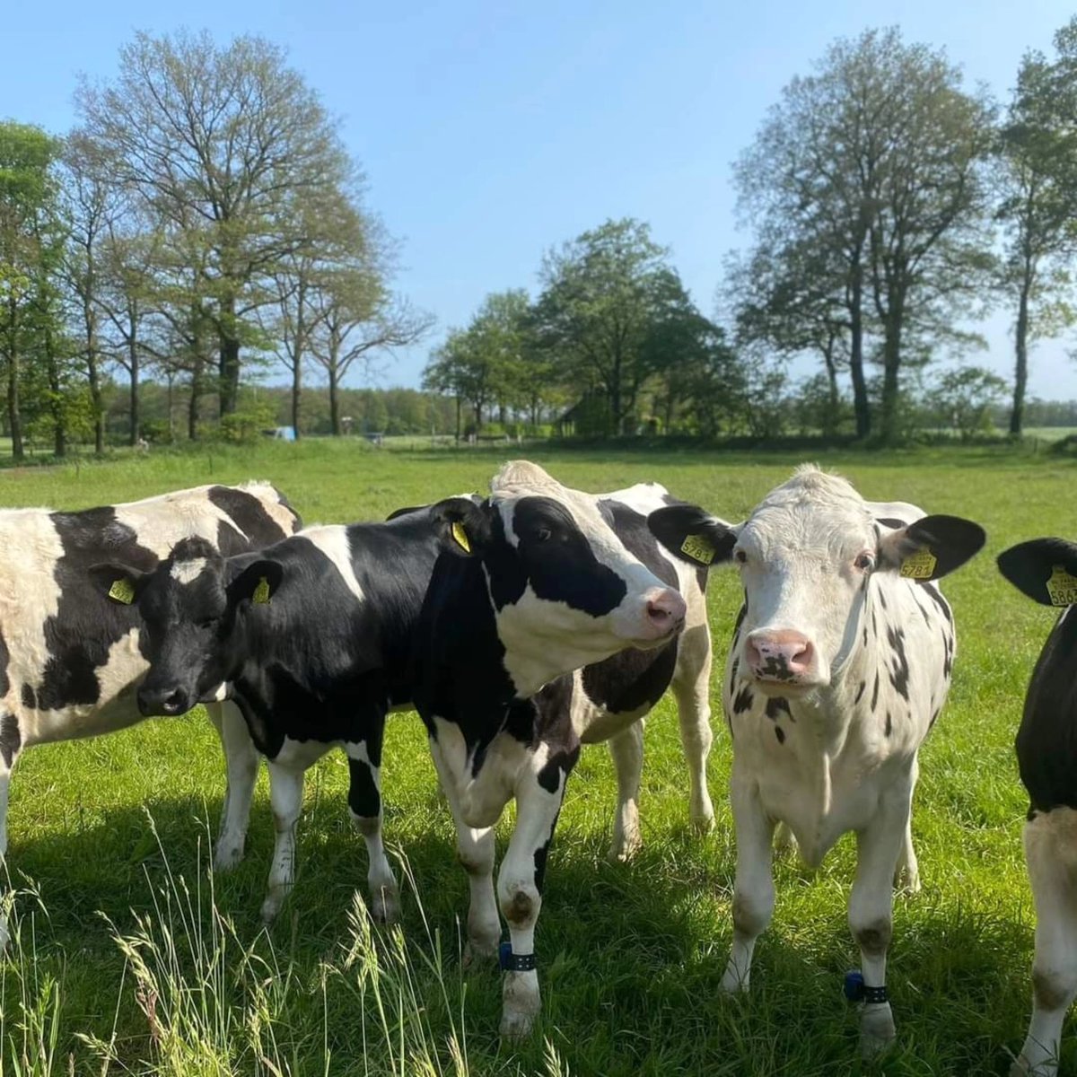 ErveBroam's tweet photo. 𝗛𝗼𝗹𝗹𝗮𝗻𝗱𝘀𝗲 𝗯𝗹𝗮𝘂𝘄𝗲 𝗹𝘂𝗰𝗵𝘁𝗲𝗻☁💙😀

Het schijnt de komende week prachtig weer te worden. Dat is ook wel weer nodig na al die regen. Desondanks is het heerlijk weer om een stukje te wandelen door prachtig No Twente. Wat is jouw favoriete wandeling in Twente? 🐄 https://t.co/KpeyDai3nW