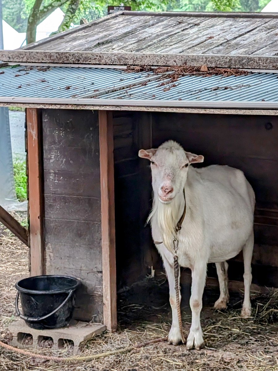 tami_frd's tweet image. ヘルマさんがいつになくカメラ目線くれてる…🙏
#COMORIVER