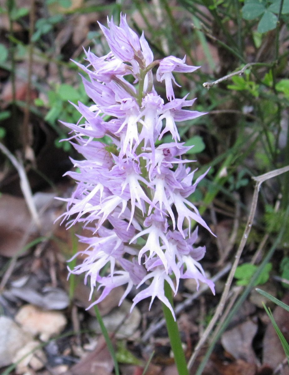 Neo73408322's tweet photo. Good Sunday afternoon you all. 🥳🥳🍹🍹💞💞🌻🌻

🤠 Orchis Italica orchid, also known as the NAKED MAN ORCHID. Orchis Italica is native to the Mediterranean and grows in dry, nutrient-poor gravel soils.✨

🤠 Hoa lan Orchis Italica hay còn gọi là HOA LAN NGƯỜI ĐÀN ÔNG THOẢ THÂN. Orchis Italica có nguồn gốc từ Địa Trung Hải và mọc ở vùng đất sỏi khô, nghèo dinh dưỡng.✨
