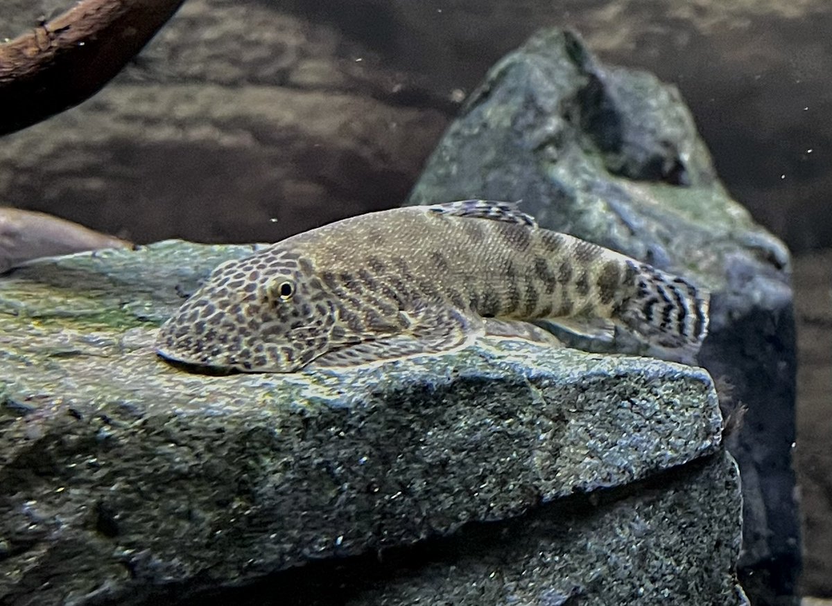 S_texcy's tweet photo. ポルカドットヒルストリームローチで入ったタニノボリ
形はほぼlepidogaster。地味な体色だが独特の模様が渋くてかっこいい�� https://t.co/mw29HclC4J