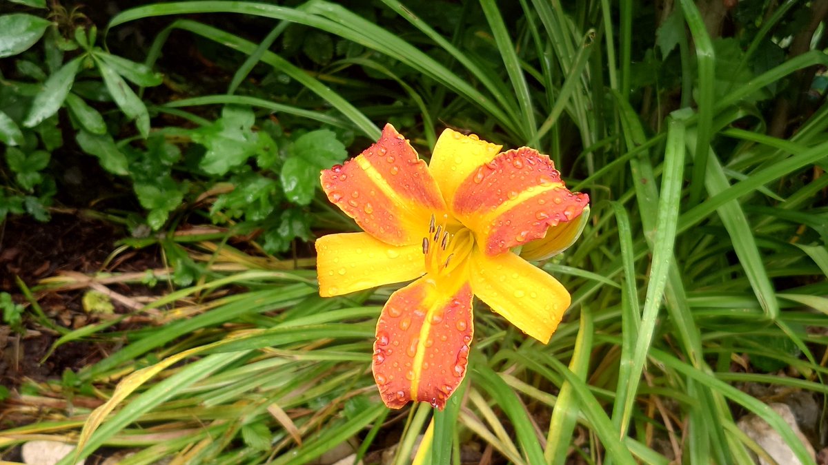 HeinzVHoenen's tweet image. Happy Sunday to all friends and friendly people here from my little garden in the rain.

#HappySunday #SundayGreetings #friends #LittleGarden