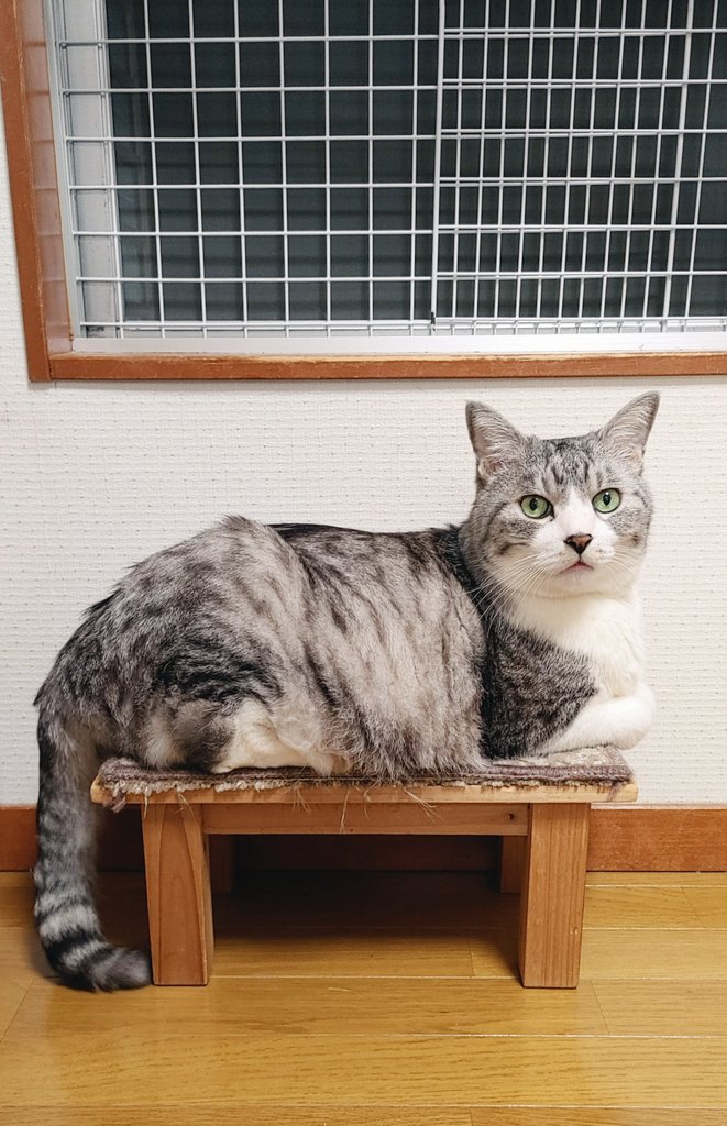 khe_mn's tweet photo. 今月で17歳になったネコチャンです https://t.co/lYfSJXJoAA