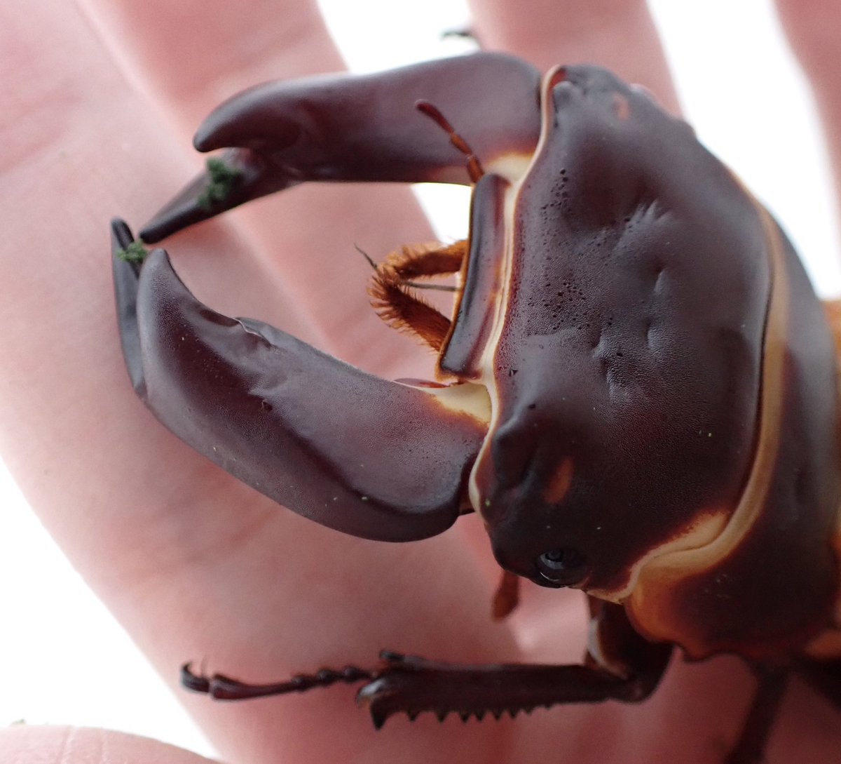 ホプイYX
寝てしまってだめでしたが凄まじい顎ですね