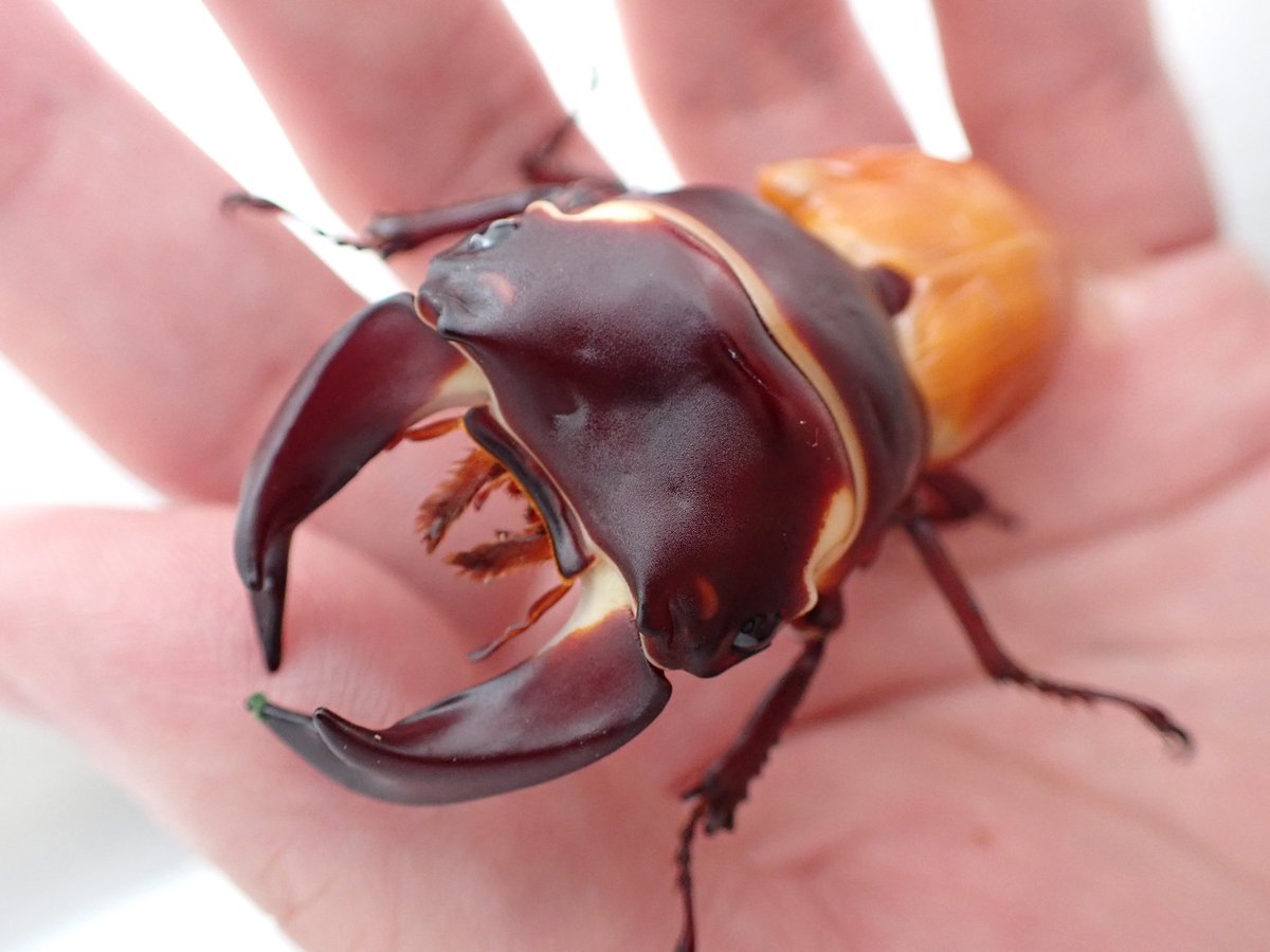 ホプイYX
兄弟の細い個体は無事羽化