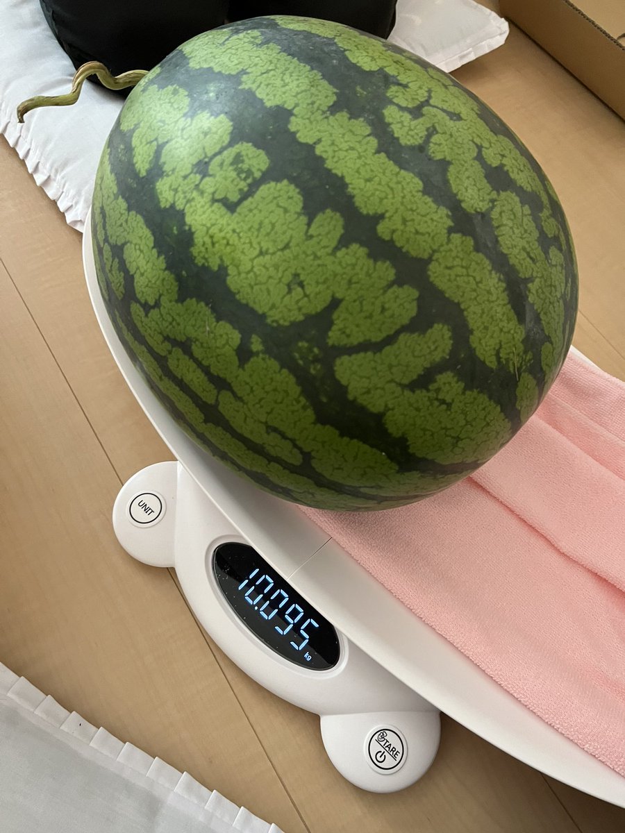 n_cresset's tweet photo. みんな、特大スイカを見ていってね https://t.co/QAHHYBmkD4