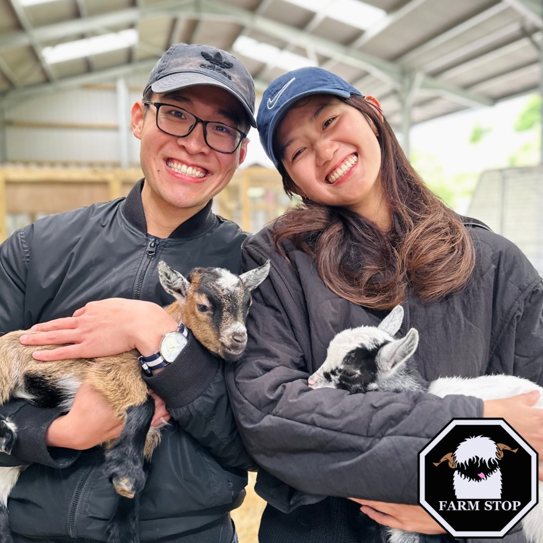 FarmStopABZ's tweet photo. ❤️😍PYGMY GOATS😍❤️
One of the favourites at the moment are our cuddly and playful Pygmy goat kids 🥰
⭐️ BOOK NOW while they are still little at: https://t.co/P5FhKgufbV ⭐️
#farmstop #farmstopaberdeenshire #pygmygoats #goatlife #kids #goatlove #farmlife #thingstodoaberdeen https://t.co/ubSOOLt1n4