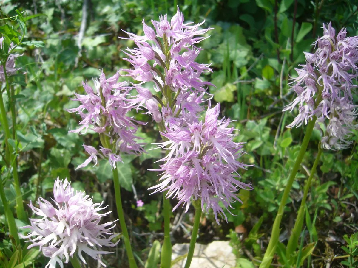Neo73408322's tweet photo. Good Sunday afternoon you all. 🥳🥳🍹🍹💞💞🌻🌻

🤠 Orchis Italica orchid, also known as the NAKED MAN ORCHID. Orchis Italica is native to the Mediterranean and grows in dry, nutrient-poor gravel soils.✨

🤠 Hoa lan Orchis Italica hay còn gọi là HOA LAN NGƯỜI ĐÀN ÔNG THOẢ THÂN. Orchis Italica có nguồn gốc từ Địa Trung Hải và mọc ở vùng đất sỏi khô, nghèo dinh dưỡng.✨