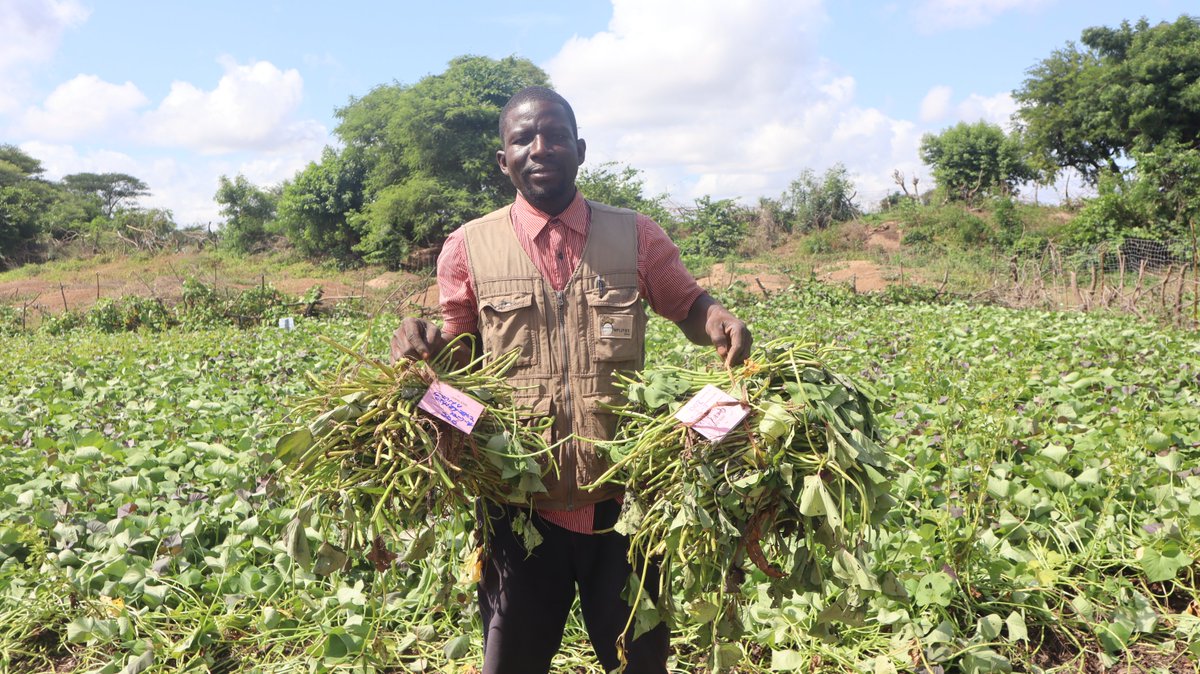 growing_ghana22's tweet image. The #GROWING project is empowering 2,187 women across 72 #GFC communities by distributing #OFSP sweetpotato vines for farming. #GFCs have been trained on best #CSA practices for planting &amp;amp; caring for sweetpotato vines, soil preparation, planting techniques, and pest management.