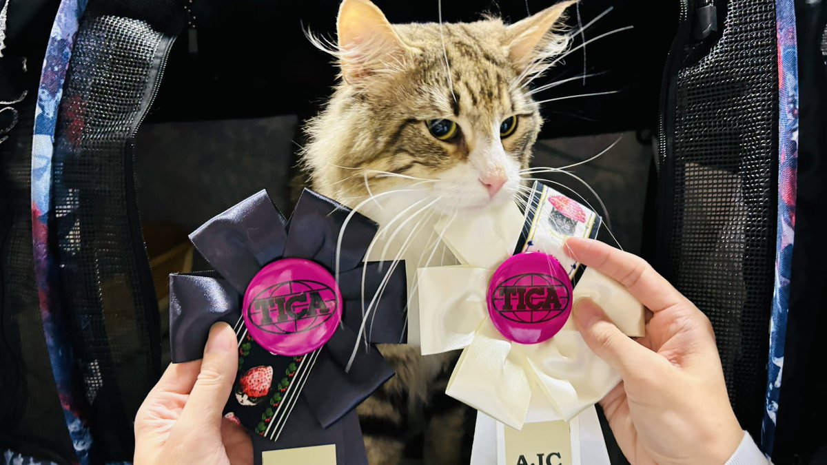 sumomo_ponta's tweet image. きりっちょABで5位🙌
SPで3位🥉

頑張りました〜😻

#キャットショー
#AJC
#名古屋ペット博
#ポートメッセ名古屋