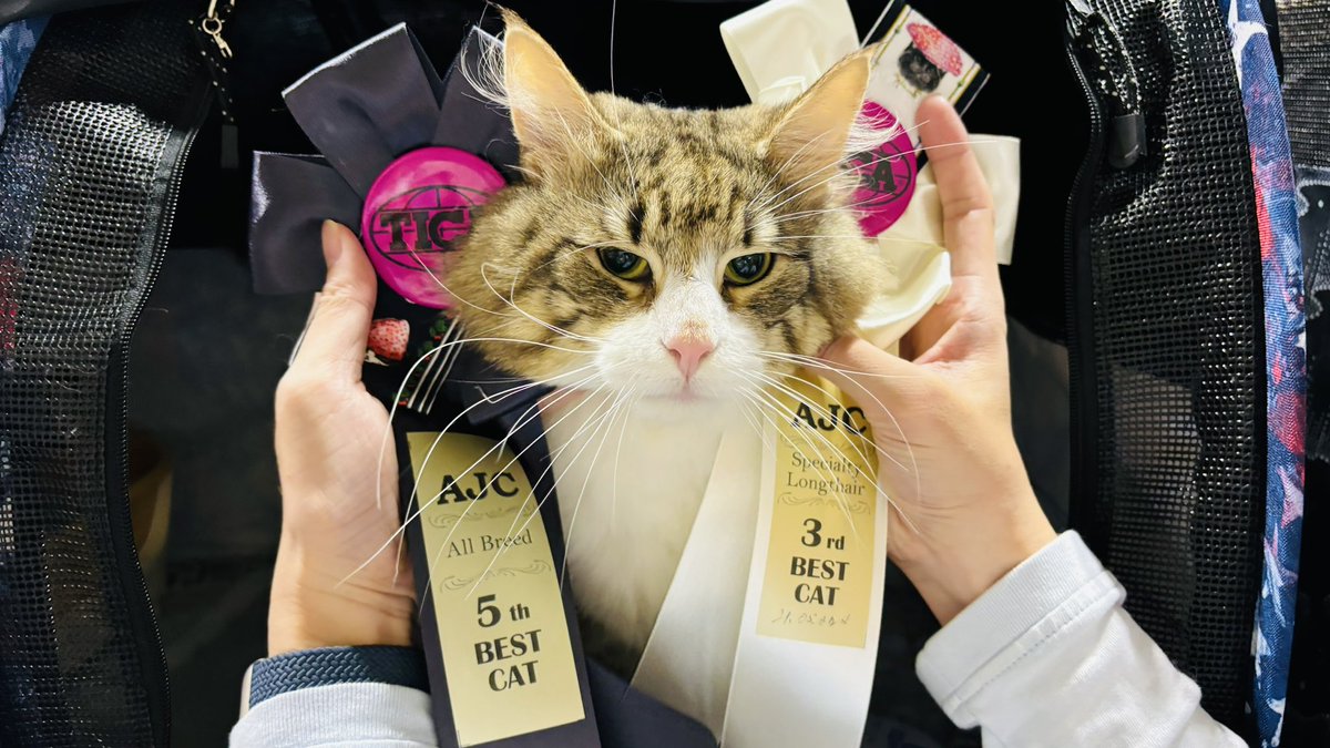 sumomo_ponta's tweet image. きりっちょABで5位🙌
SPで3位🥉

頑張りました〜😻

#キャットショー
#AJC
#名古屋ペット博
#ポートメッセ名古屋