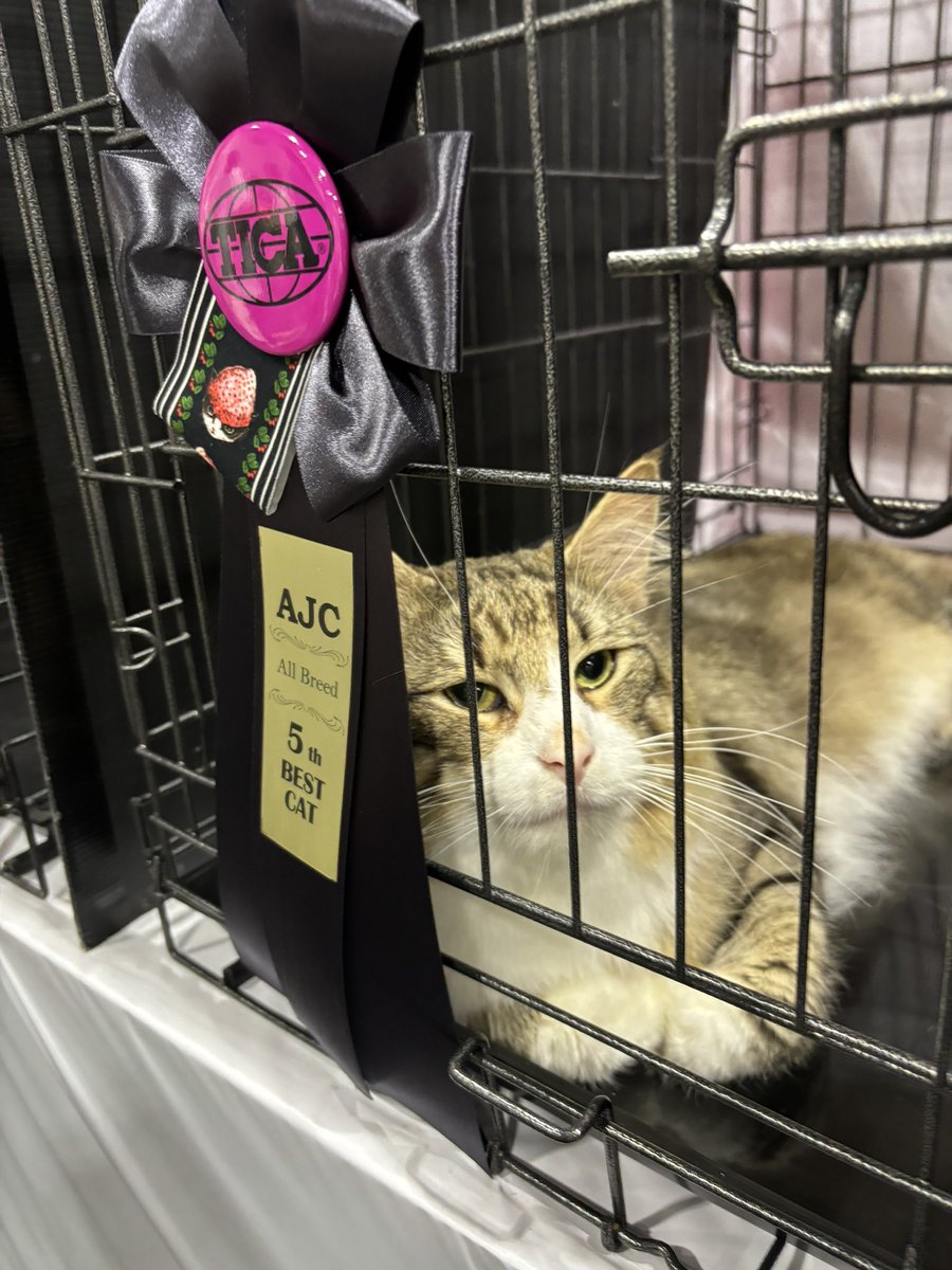 sumomo_ponta's tweet image. きりっちょABで5位🙌
SPで3位🥉

頑張りました〜😻

#キャットショー
#AJC
#名古屋ペット博
#ポートメッセ名古屋