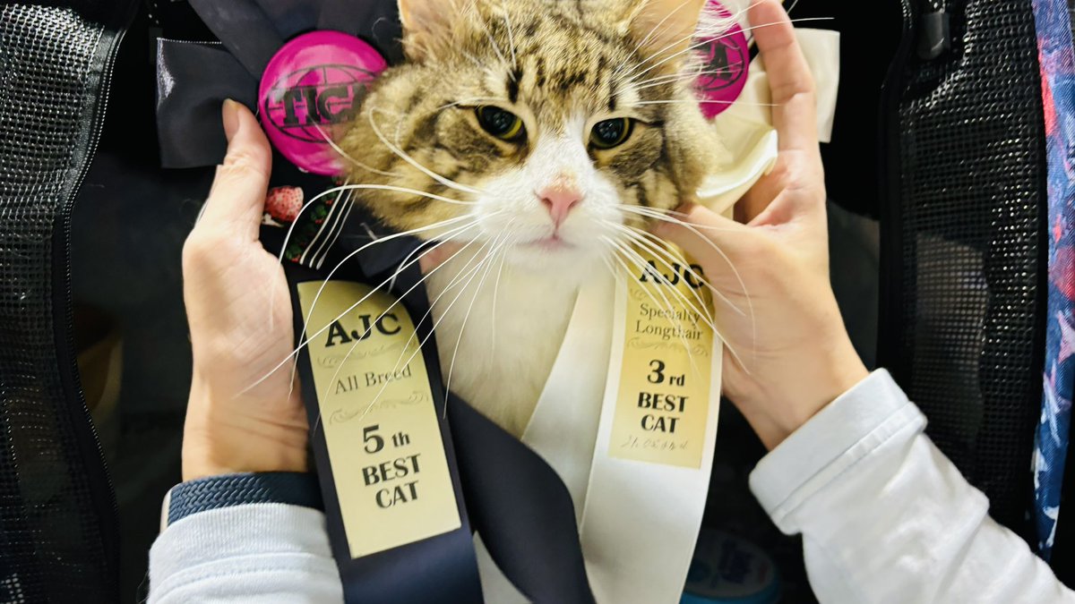 sumomo_ponta's tweet image. きりっちょABで5位🙌
SPで3位🥉

頑張りました〜😻

#キャットショー
#AJC
#名古屋ペット博
#ポートメッセ名古屋