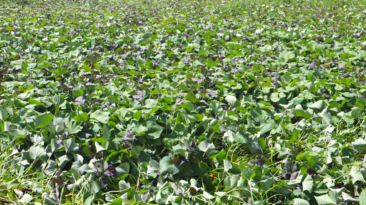 growing_ghana22's tweet image. The #GROWING project is empowering 2,187 women across 72 #GFC communities by distributing #OFSP sweetpotato vines for farming. #GFCs have been trained on best #CSA practices for planting &amp;amp; caring for sweetpotato vines, soil preparation, planting techniques, and pest management.