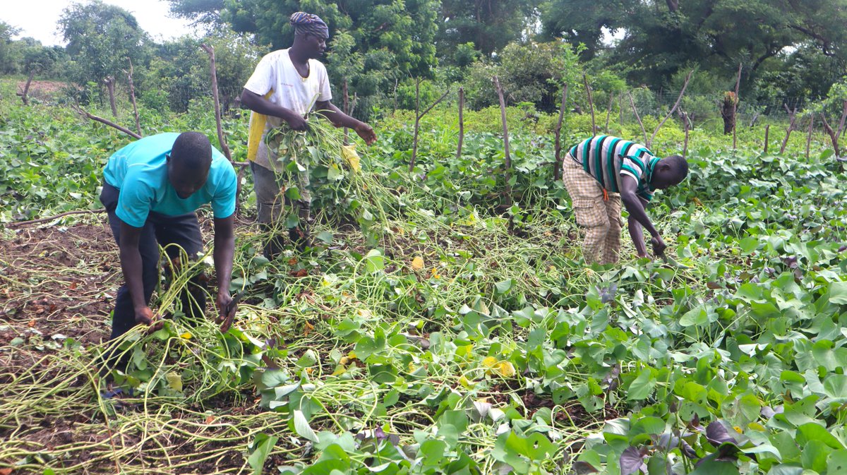 growing_ghana22's tweet image. The #GROWING project is empowering 2,187 women across 72 #GFC communities by distributing #OFSP sweetpotato vines for farming. #GFCs have been trained on best #CSA practices for planting &amp;amp; caring for sweetpotato vines, soil preparation, planting techniques, and pest management.