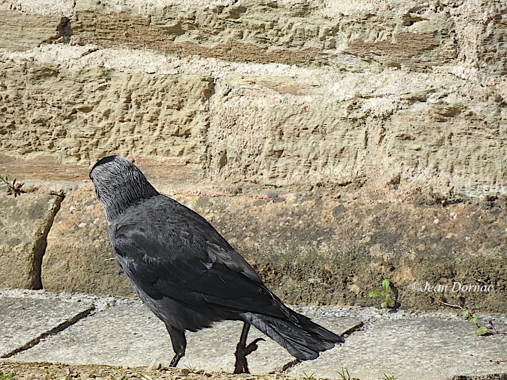 JeanDornac's tweet photo. Choucas des tours qui contemple un vieux mur, le genre qu’il affectionne particulièrement, il y fait son nid... #choucas #tours #contemple #vieux #mur #affectionne #nid #parc #médiathèque #Lannion #CôteArmor #Bretagne #France https://t.co/1LmX1kYFQ7