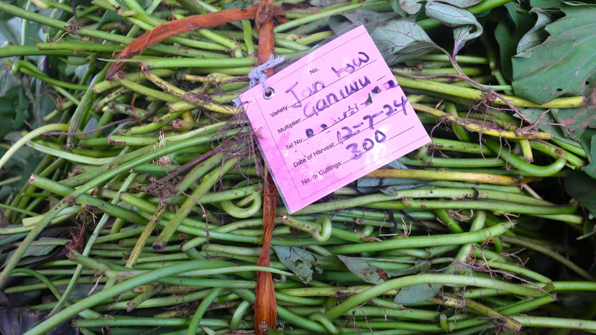 growing_ghana22's tweet image. The #GROWING project is empowering 2,187 women across 72 #GFC communities by distributing #OFSP sweetpotato vines for farming. #GFCs have been trained on best #CSA practices for planting &amp;amp; caring for sweetpotato vines, soil preparation, planting techniques, and pest management.