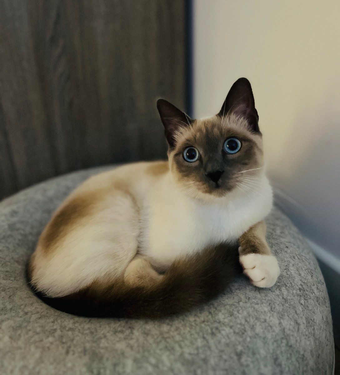 Band_eira's tweet photo. @veltrv Trop mignon 😻 moi j’ai ce ptit bout depuis novembre il est adorable 😻 https://t.co/rTUSR4SdDL