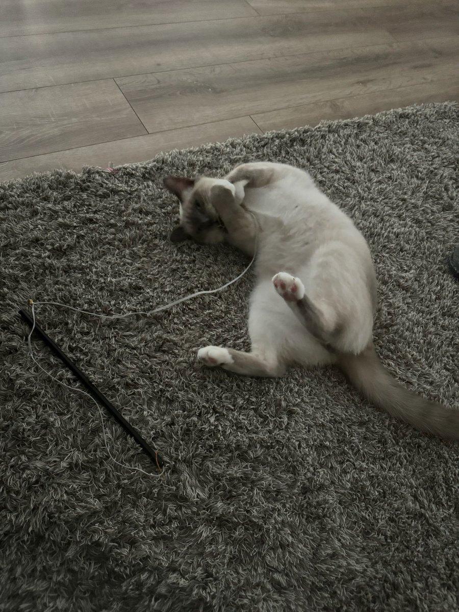 Band_eira's tweet photo. @veltrv Trop mignon 😻 moi j’ai ce ptit bout depuis novembre il est adorable 😻 https://t.co/rTUSR4SdDL