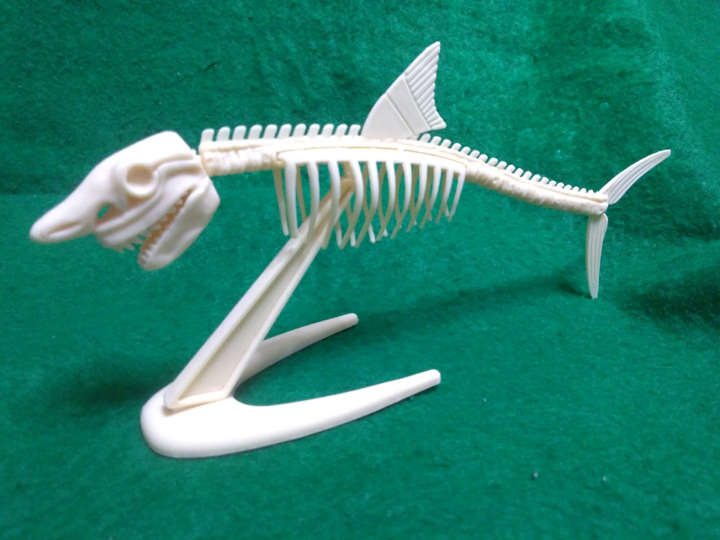 【希少：青色　大きめ：148mm】メガロドン　化石　標本　サメの歯　歯の化石 メガロドンの化石 希少：青色 大きめ：148mm】メガロドン 化石 標本