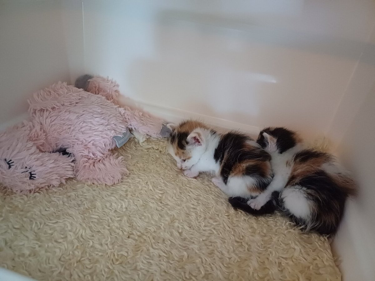 DierenLot's tweet photo. Vanwege het grote aantal fleskittens die Dierenasiel Gorinchem vorig jaar heeft opgevangen, wilde het asiel dit kittenseizoen goed voorbereid beginnen en vroegen zij een couveuse aan bij DierenLot. Lees meer: https://t.co/P1rU8Z63zw https://t.co/ls7GOr01A2