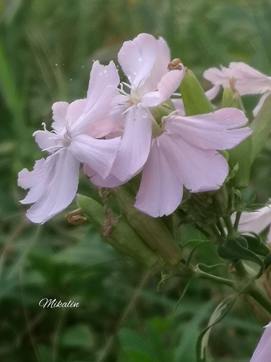 mikalin_i🕊🌼 tweet media