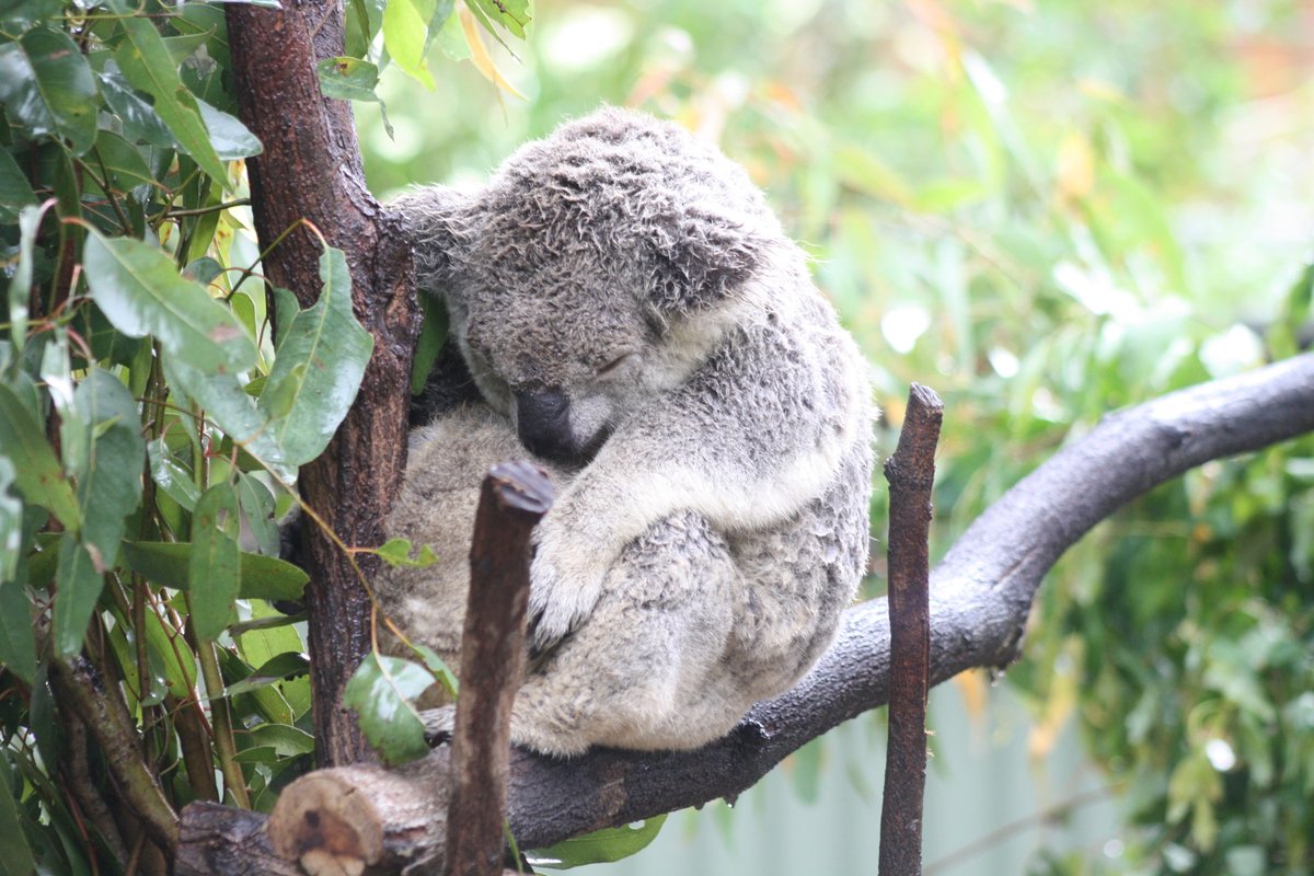 savethekoala's tweet photo. On Sunday the 1st of September 2024 join the #KoalaArmyMarch for #CreaturesGreatandSmall in Canberra, ACT. Join us in person or celebrate from afar wherever you are in the world! https://t.co/qAFp86D787

@DeborahTabart #KoalaProtectionAct @tanya_plibersek @PennySharpemlc https://t.co/vJFV50H1Qo