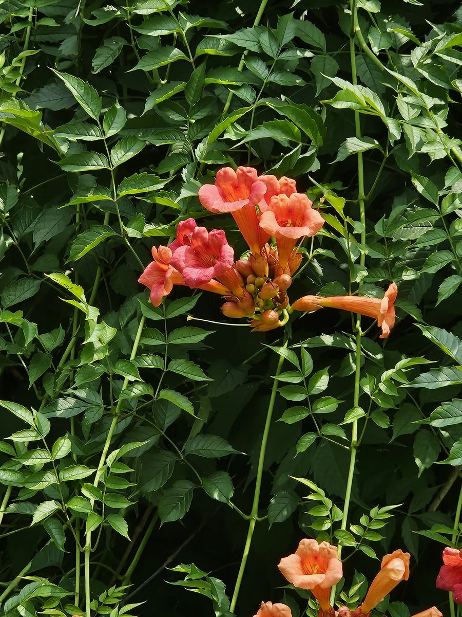 작고 꽃도 드문드문 나던 우리 밭에 능소화도 이제 제법 모양을 갖췄다.