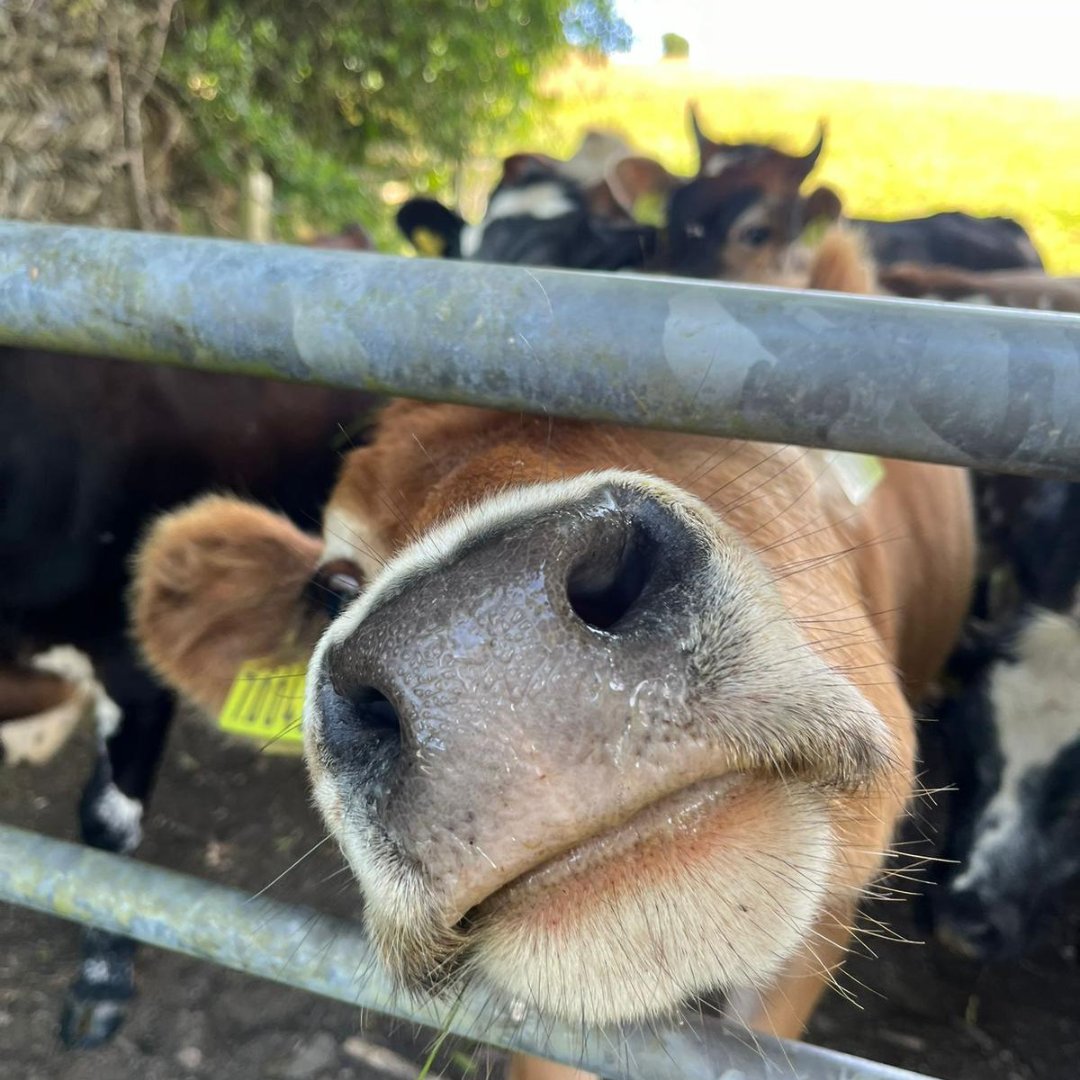 CreditonMilling's tweet photo. I see you 👀 😂
#funnyanimals #farmlife #cownutrition #cattlefeed #ruminantnutrition https://t.co/LQ9KgLmrEo