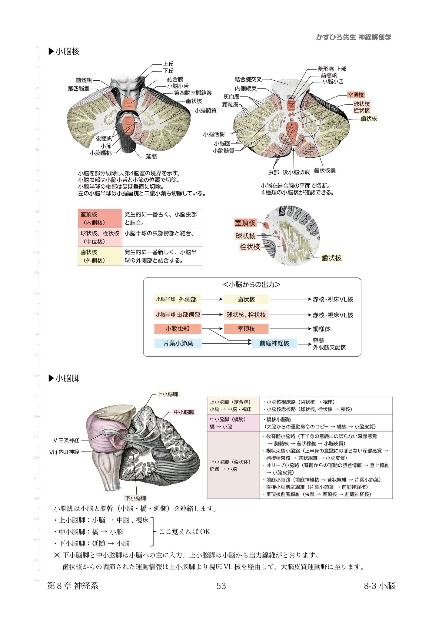 マイヤース腹部放射線診断学: 発生学的・解剖学的アプローチ
