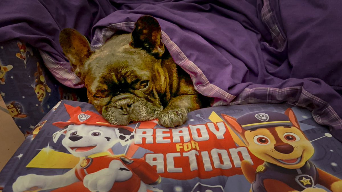 Here I am after a big day of sniffari's wiff my mumma, chasing da birdees in da yard, chatting wiff da naybors, &amp; finding yum Yums . Definitely #readyforaction as long as it's sleep 😴 #dogsofX #Frenchie