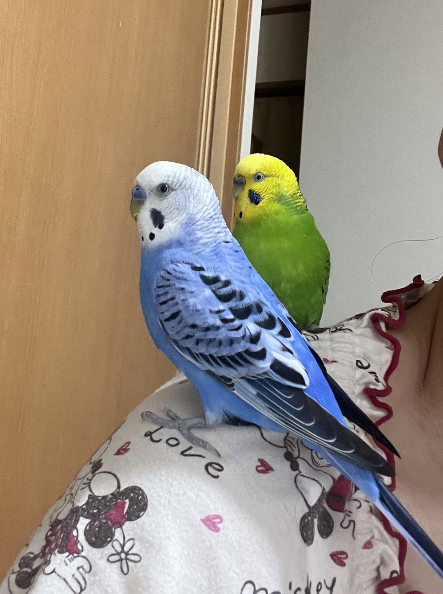 piloandpo's tweet photo. ピロちゃんとキーちゃん
イケメンです☺️
 #セキセイインコ
 #鳥好きさんと繋がりたい https://t.co/Sjbawq6Q30