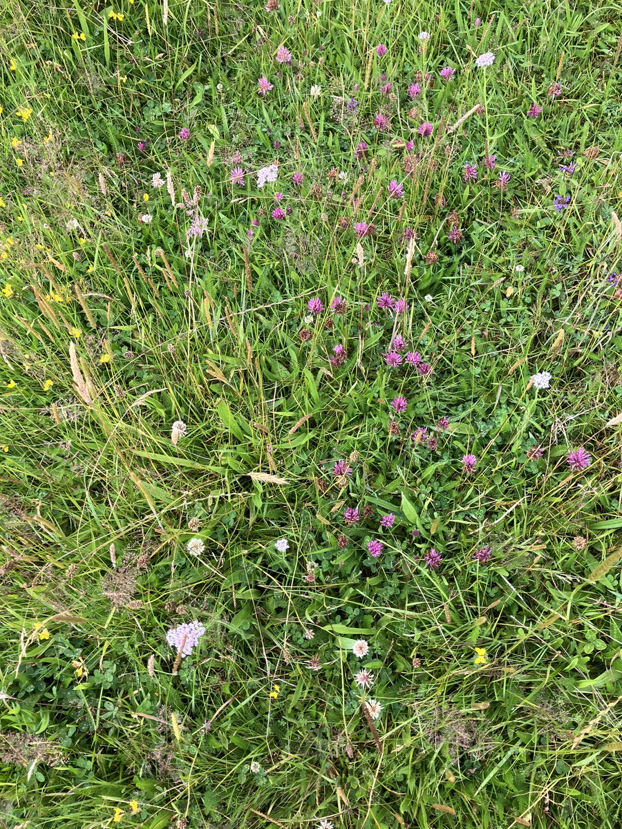 cat_frampton's tweet photo. @JMBecologist I’m low grade land
I’d lose a lot of good stuff (waxcaps, pasture plants etc) if I stopped the grazing
And next door are doing just that so I can see it happening. Instead of managing their land for nature they have chosen not to even try, yet because ‘trees’ they get the glory https://t.co/shahyfOu2r