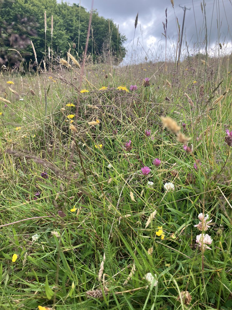 cat_frampton's tweet photo. @JMBecologist I’m low grade land
I’d lose a lot of good stuff (waxcaps, pasture plants etc) if I stopped the grazing
And next door are doing just that so I can see it happening. Instead of managing their land for nature they have chosen not to even try, yet because ‘trees’ they get the glory https://t.co/shahyfOu2r