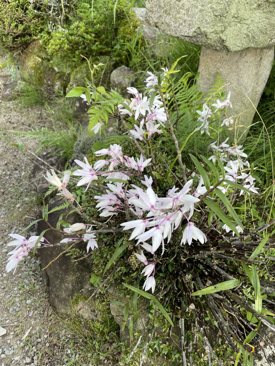 Cy0N9's tweet photo. 雨の中出かけました
😱
以外に雨は味方してくれて楽しく過ごすことができました
感謝‼️
たくさんのサボテン🌵

ハートの❤️サボテンみっけ🌵🌵
#サボテン
#雨 https://t.co/wgLGausstb