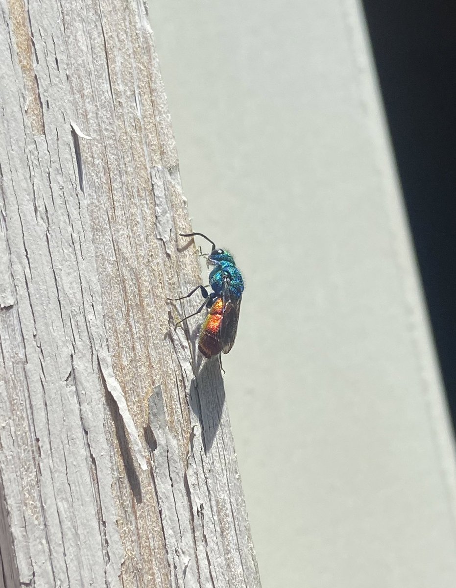 james99roberts's tweet photo. Gotta love cuckoo wasps (Chrysis sp.). Their colours are so vibrant! https://t.co/jKFhK0VVJg