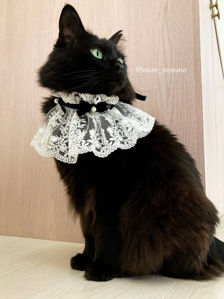 mon_mmmo's tweet photo. #黒猫を見せつける会

黒猫とレースの組み合わせは心身に効く https://t.co/1OIxYJfazq