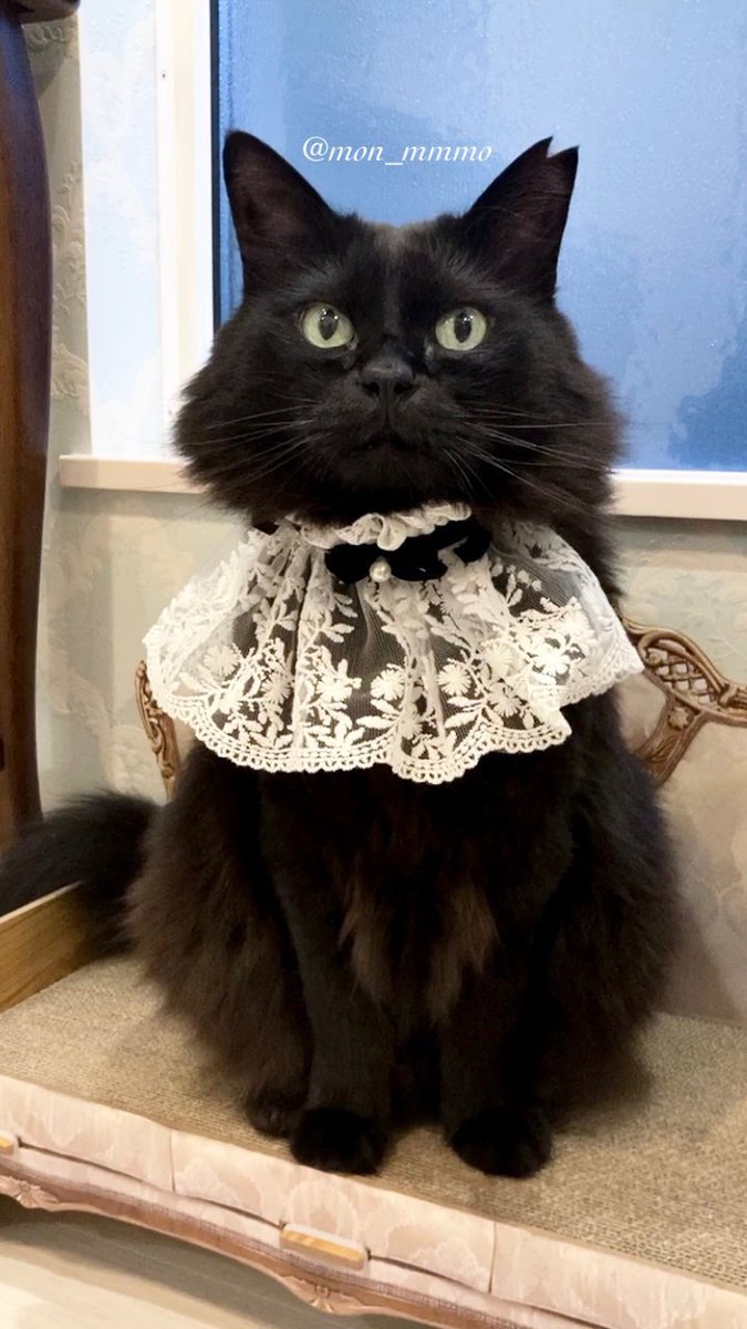mon_mmmo's tweet photo. #黒猫を見せつける会

黒猫とレースの組み合わせは心身に効く https://t.co/1OIxYJfazq