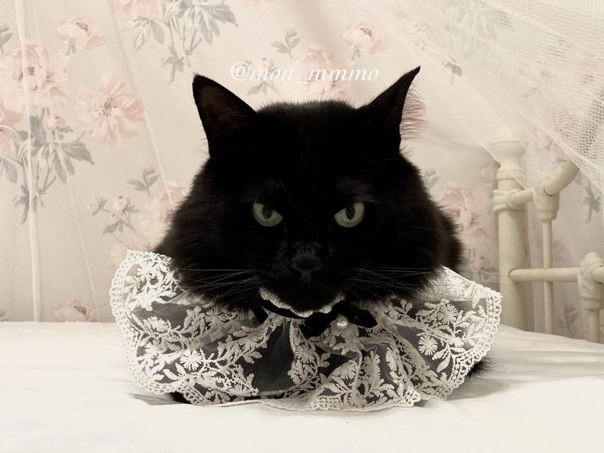 mon_mmmo's tweet photo. #黒猫を見せつける会

黒猫とレースの組み合わせは心身に効く https://t.co/1OIxYJfazq