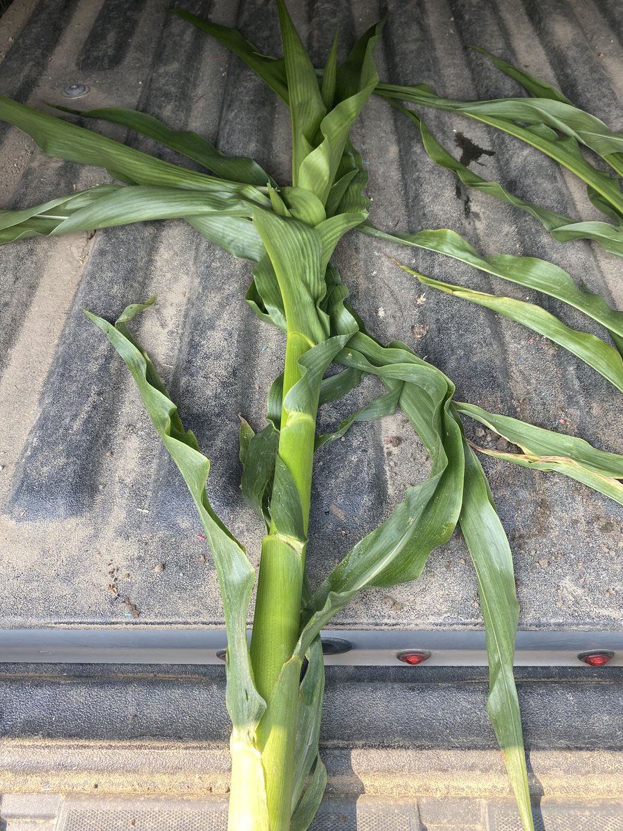 NutriAg_Ben's tweet photo. Potassium deficiency showing (lower leaves) on untreated plant (on right). Better plant health and water use efficiency = more growth. KMax Extra applied by DJI T50 drone makes a flexible&efficient solution. #NutriAg #NutriAnalytics https://t.co/GHgw447e0U