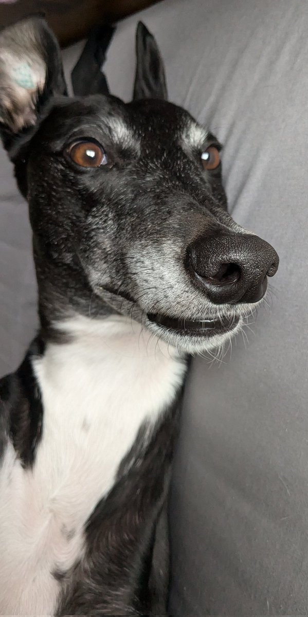I'm thinking of changing my name to "Don't poo there!" 
What do you think? 
#Greyhound