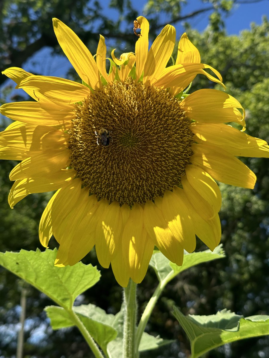 It’s a sunflower. I got these pics on the farm about a week ago, and when I zoomed in on the bee I thought it looked cool 😄 (The 1st pic is the 1 I used.) I love sunflowers! Thank you to those who played along 💖