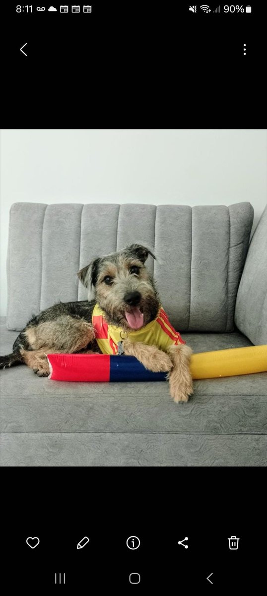 ZavierPedro's tweet photo. Jimmy P(errito) is ready for the Colombia 🇨🇴 /Argentina 🇦🇷
⚽️ #CopaFinal https://t.co/dSzgv3IYuK