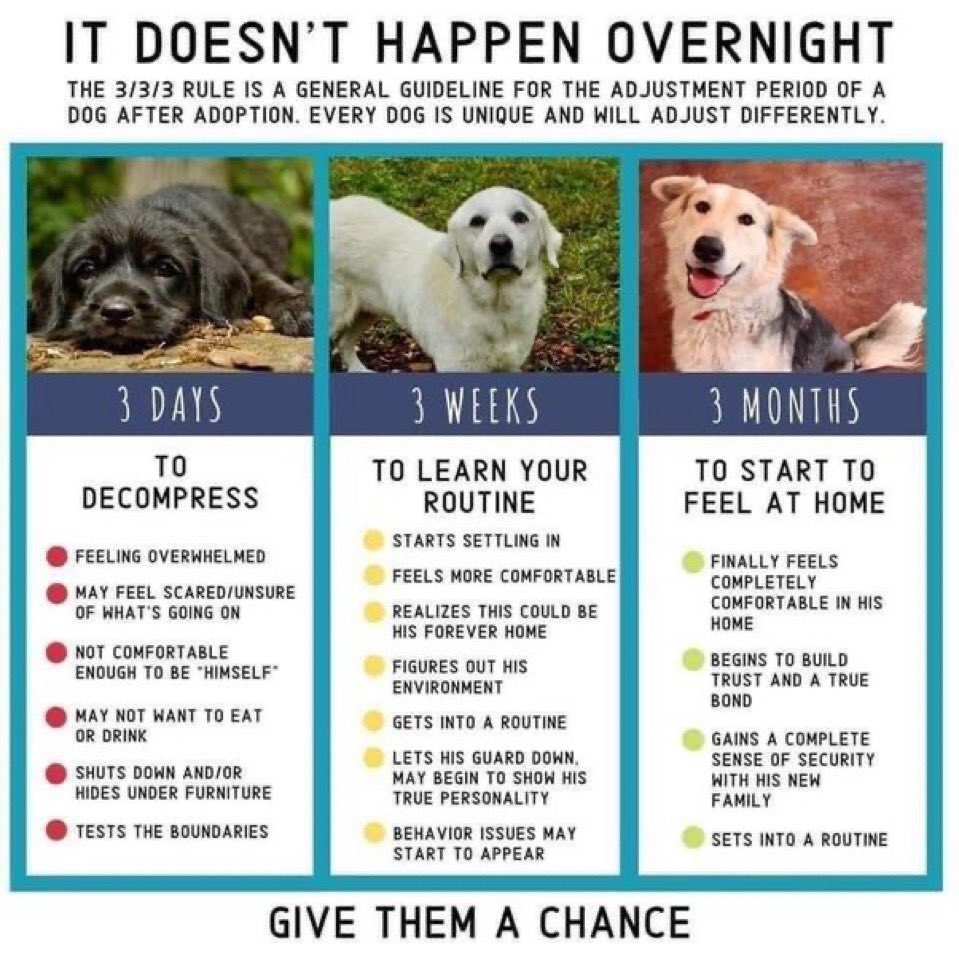 Dianna_Erwin's tweet photo. @TweeetsOfDogs Give them a chance💕
What some people don’t sometimes understand—explained: https://t.co/3HoIeUsnEa