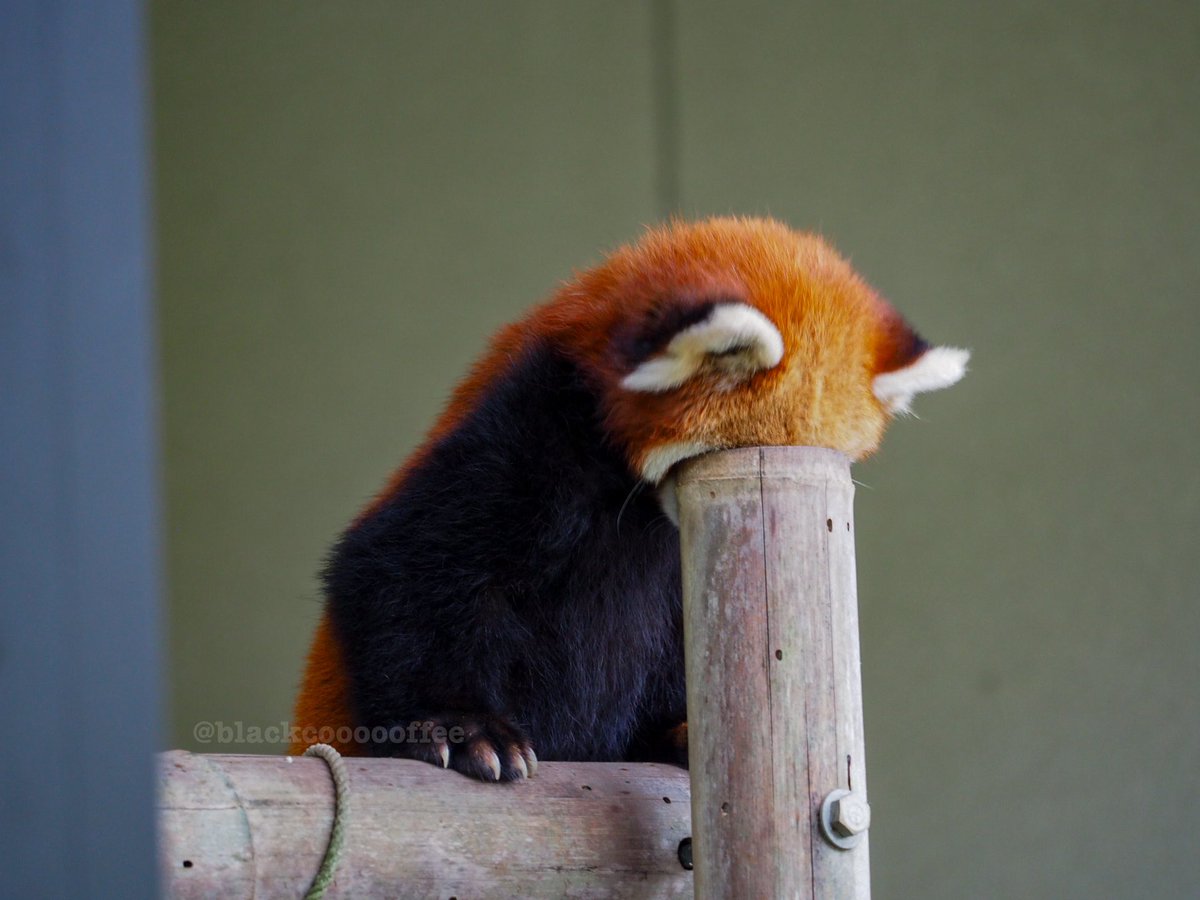 blackcoooooffee's tweet image. 自分の誕生日に何か面白いことをしちゃう優香ちゃん(おめでとうございます)
#秋吉台サファリランド
#レッサーパンダ