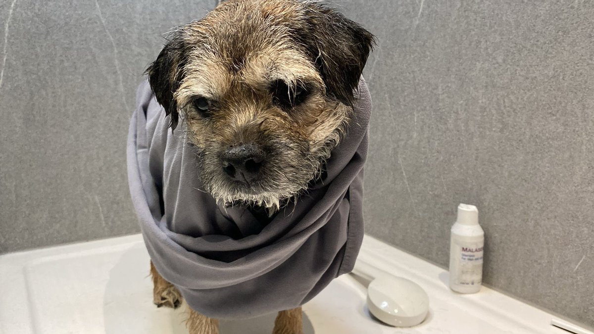 ScrappyN's tweet image. *sighs* #ScrappyNelson #dogsofX #btposse #SundayMood