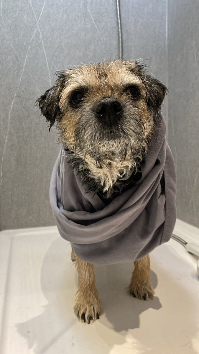 ScrappyN's tweet image. *sighs* #ScrappyNelson #dogsofX #btposse #SundayMood