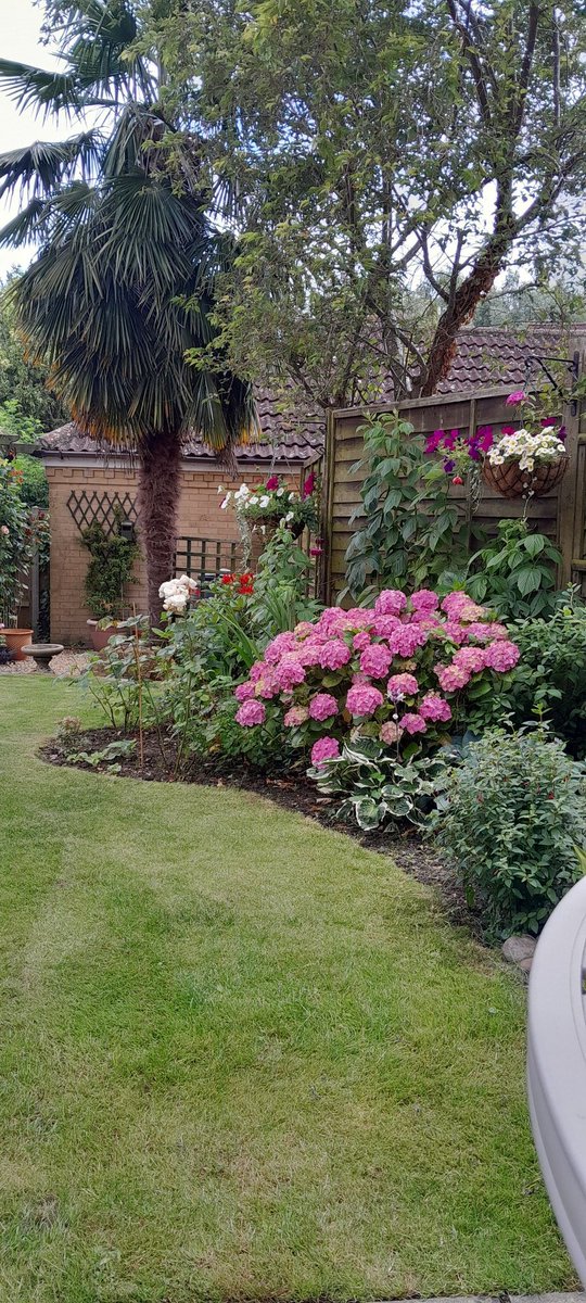 nellburchall's tweet photo. Well the hydrangea's not complaining about the rain #gardening https://t.co/c8OZa31s02